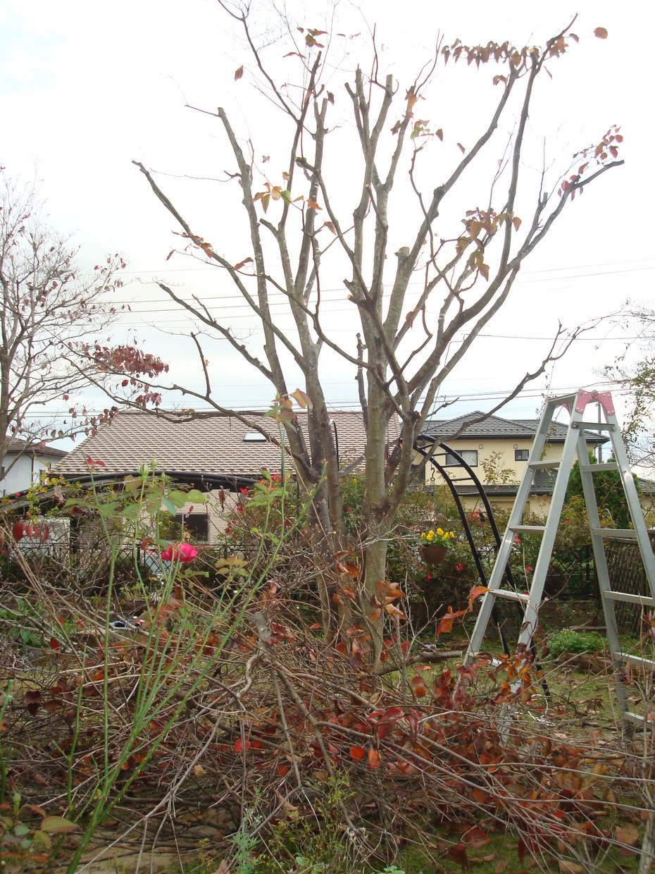 ヘデラとヤマボウシの剪定 A Wonderful Life